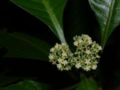 inflorescence(s)