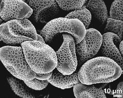 dry pollen grains
