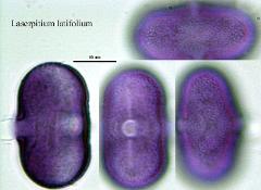 hydrated pollen