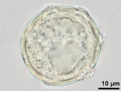 hydrated pollen,optical cross-section