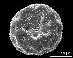 dry pollen grain