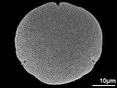 acetolyzed pollen,polar view