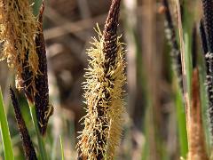 inflorescence(s)