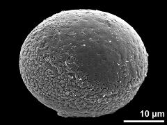 hydrated pollen,oblique equatorial view,ring-like aperture