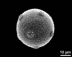 hydrated pollen grain