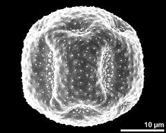 polar view (dry pollen grain)