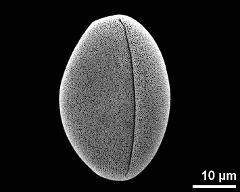 dry pollen grain