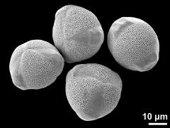 hydrated pollen grains