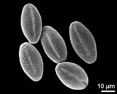 dry pollen grains