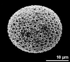 dry pollen grain