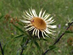 inflorescence(s)