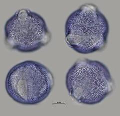 hydrated pollen