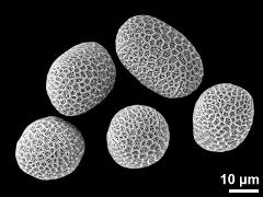 hydrated pollen grains