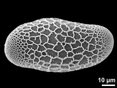 polar proximal view