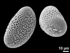 hydrated pollen grains