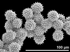 hydrated pollen grains