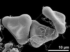 dry pollen grains