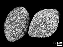 dry pollen grains