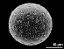 hydrated pollen grain