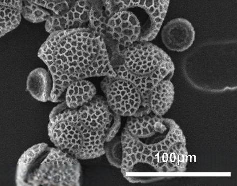 acetolyzed pollen