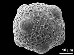 hydrated pollen