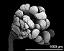 pollinium