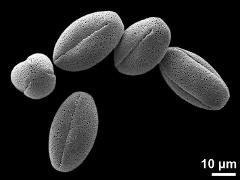 dry pollen grains