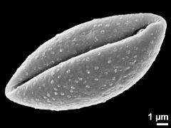 dry pollen grain