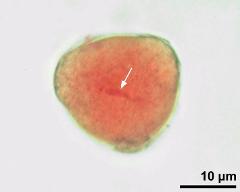 pollen grain with generative cell (arrow)