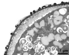 pollen wall, aperture area