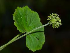 inflorescence(s)