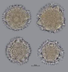 hydrated pollen