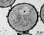 pollen grain in cross section