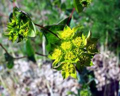 inflorescence(s)