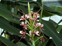 inflorescence of Hedychium coccineum