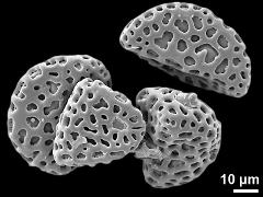 dry pollen grains