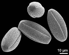 dry pollen grains