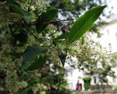 flowers of Fontanesia fortunei