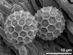 hydrated pollen