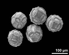 hydrated pollen grains