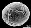 hydrated pollen grain