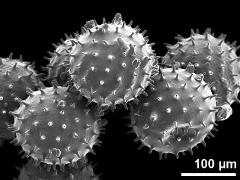 dry pollen grains