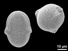 hydrated pollen grains