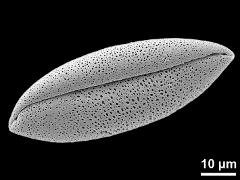 dry pollen grain