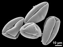 dry pollen grains