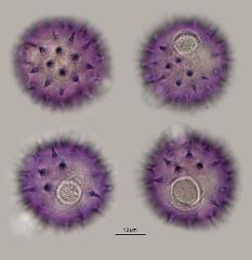 hydrated pollen
