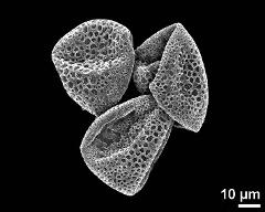 dry pollen grains