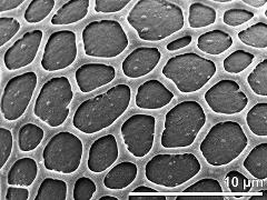 exine surface