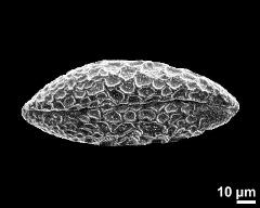 dry pollen grain in polar view (distal)