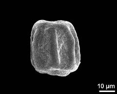 dry pollen grain in equatorial view